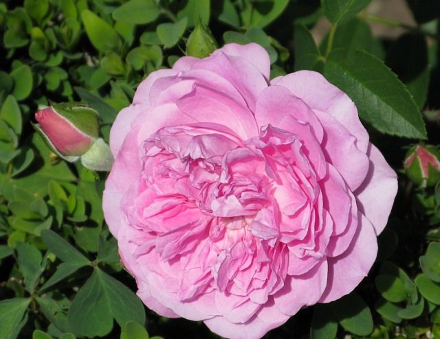  photo HarlowCarratfiloliIMG_1054_zpsb8e08227.jpg